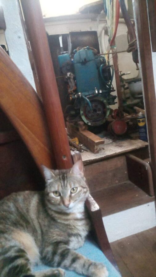 The ship's cat below decks aboard Cherub